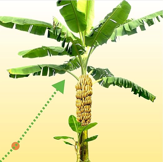 Wellspring Gardens Banana Fuel Fertilizer - Water-Soluble 15-5-30 Blend - Banana Plant Fertilizer - Plant Food - Formula for Banana Trees &amp Plants - Grow Healthy and Happy Plants (1 Pound)