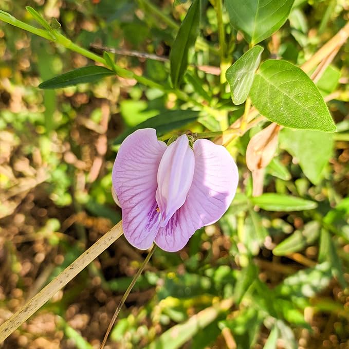 Outsidepride Austrian Winter Peas Seeds for Planting – 10 lbs Bag (Cool-Season Cover Crop High-Protein Deer Food Plot Seed) Field Peas Cover Crop Seeds Spring Mix for Soil Health &amp Forage