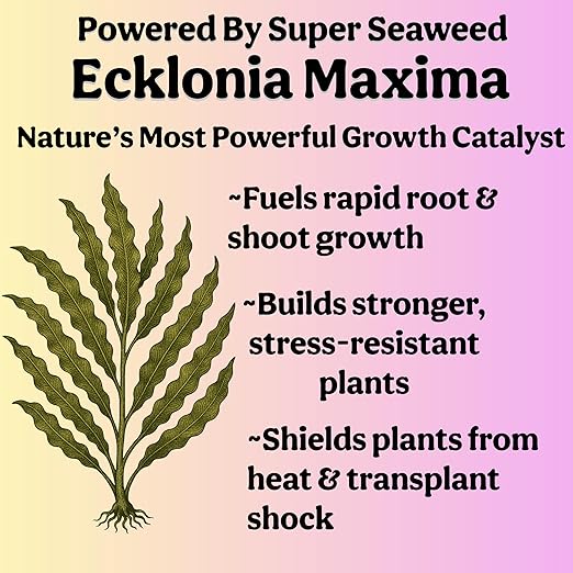 Organic Liquid Indoor Plant Food Houseplant Tropical &amp All-Purpose Indoor Plant Fertilizer Organic Liquid Fertilizer 5-5-5 with Sea Kelp 12oz Treats 75 Gallons