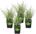 Bonnie Plants Onion Chives - 4 Pack Live Plants Perennial in Zones 3 - 10 Non-Gmo Great for Salads Soups Potatoes &amp More