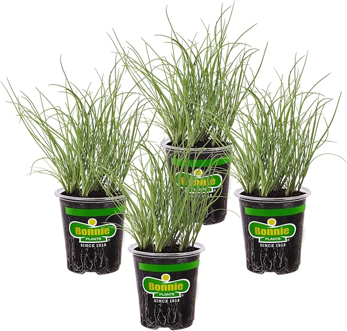 Bonnie Plants Onion Chives - 4 Pack Live Plants Perennial in Zones 3 - 10 Non-Gmo Great for Salads Soups Potatoes &amp More