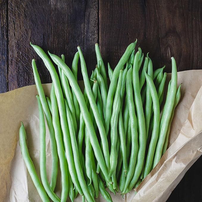 Blue Lake Bush Bean 274 Seeds - 25 Lbs Bulk - Treated Non-GMO Heirloom Open Pollinated - Vegetable Garden Seeds