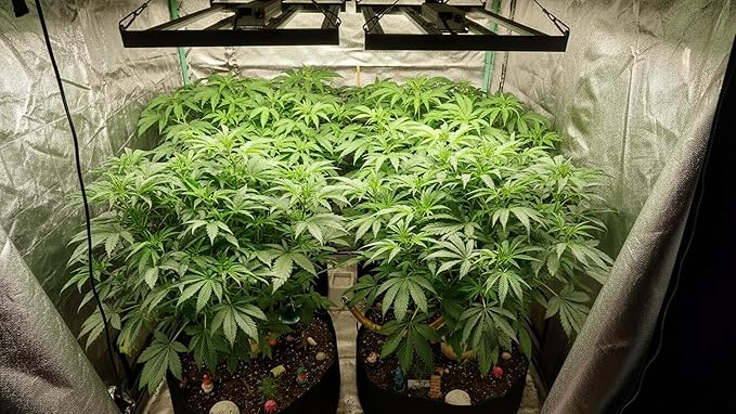 HHNMAHN 120W LED Grow Light Full Spectrum Dimmable for Indoor Plants13x12.5Inch Hanging Growing Lamp with Adjustable Lanyard2x2ft Coverage Waterproof Driver for Greenhouse Seedling Vegetable Flowers