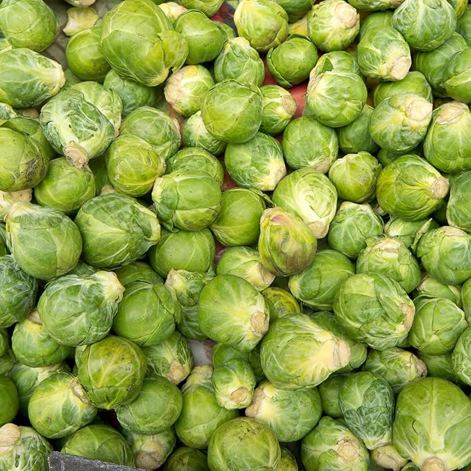 Brussel Sprouts Live Plant in 4″ Pot Well Rooted Brussel Sprouts Plants Vegetable for Garden or Container Planting