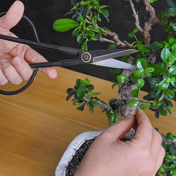 Professional Bonsai Slim Scissors | Pruning Shears for Trimming Plants | Japanese Gardening Bonsai Tools | Garden Scissors