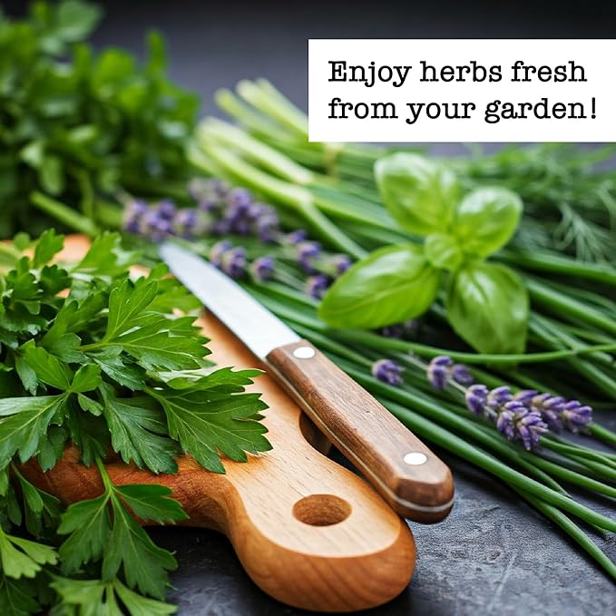 Ferry-Morse Herb Plants - Organic Kitchen Herb Variety Pack - 6 Pack - GMO Free