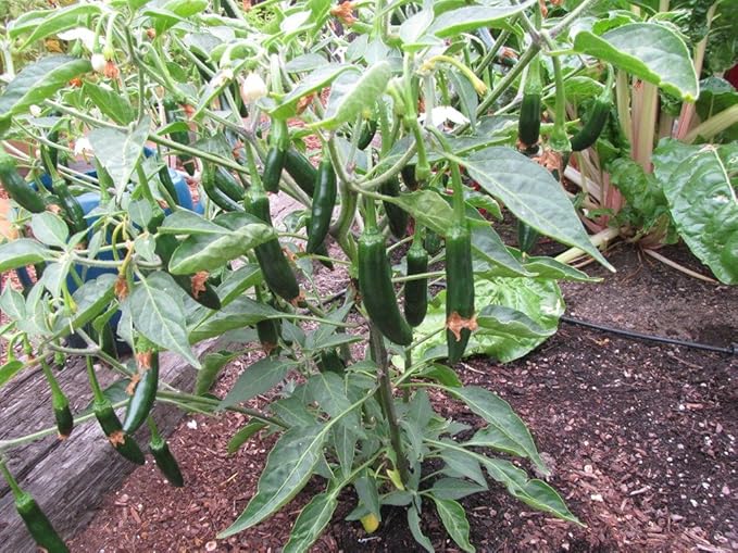 Live Pepper Serrano Plant Vegetables Plant Fit 4 Pot
