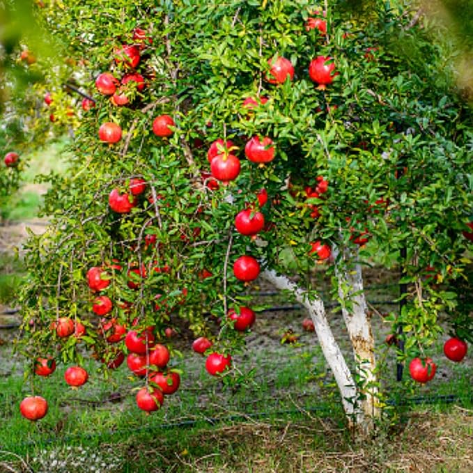 Live Pomegranate 'Wonderful' Plants (Punica Granatum 'Wonderful') - Fruit-Bearing Drought-Tolerant Easy to Grow (4 Pomegranate Wonderful Cups)