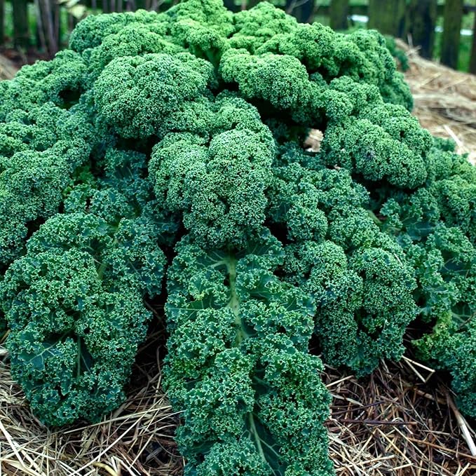 Kale Garden Seeds - Vates Blue Scotch Curled - 5 Lbs - Non-GMO Heirloom- Vegetable Gardening &amp Micro Greens