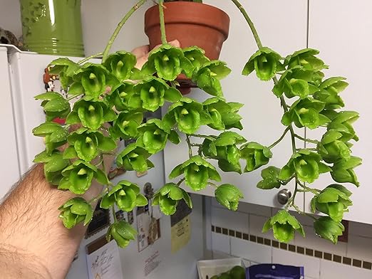 Peter's 10-30-20. 2 Pounds. Blossom Booster Water Soluble Fertilizer with Micro Nutrients.
