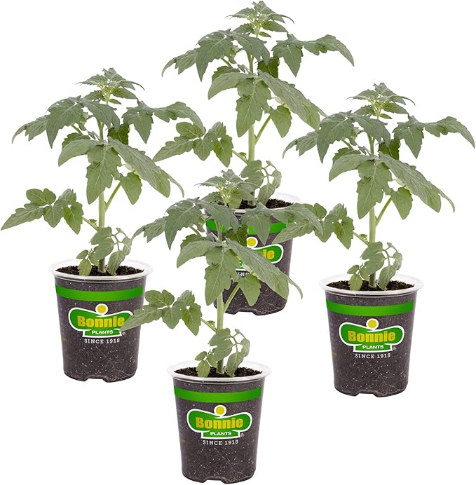 Bonnie Plants Big Boy Tomato Live Vegetable Plants - 4 Pack 6 - 10 Ft. Plants 16 - 32 Oz. Tomato Size