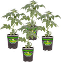 Bonnie Plants Big Boy Tomato Live Vegetable Plants - 4 Pack 6 - 10 Ft. Plants 16 - 32 Oz. Tomato Size
