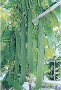 Gourd Seeds - Bonanza - 1 Oz ~140 Seeds - Non-GMO Heirloom - Vegetable Garden