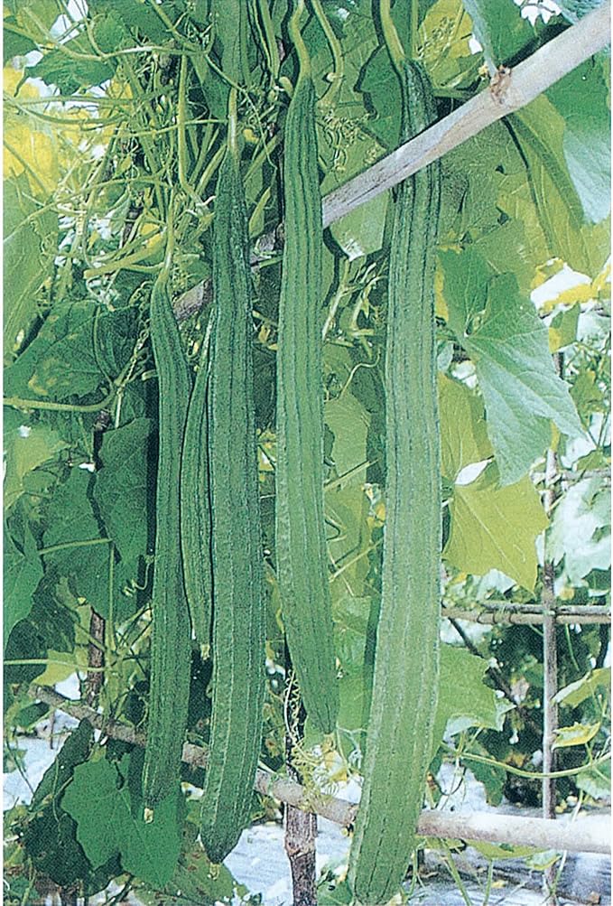 Gourd Seeds - Bonanza - 1 Oz ~140 Seeds - Non-GMO Heirloom - Vegetable Garden