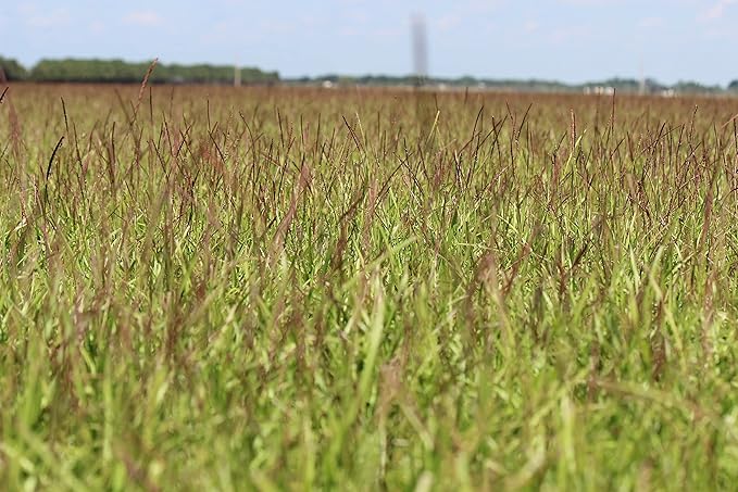 Centipede Grass Seed for a Dense Green Lawn NO Mulch 1 lb Coated Seeds Sun and Moderate Shade Tolerant Lawn Seeding and Turf Patch Repair Southern Southeast US Low Fertilizer Low Maintenance
