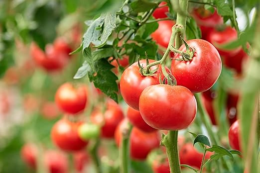 Hyr Brix Serious Fertilizer TF-5 Tomato Fertilizer 5-8-10 (5 LBS) - Maximize Production Prevent Disease All Purpose Fertilizer
