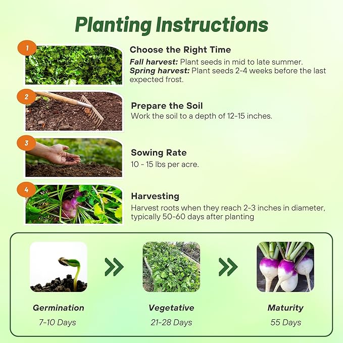 Outsidepride Purple Top Turnip Seeds - 5 Lbs High-Yield High Protein Turnip Seed Ideal Cover Crop for Forage Grazing Livestock High Energy Deer Food Plot &amp Soil Improvement