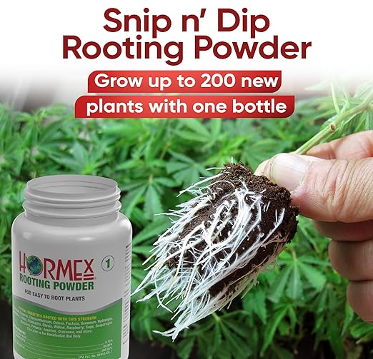 Hormex Rooting Hormone Powder #1 (0.10% IBA) for Delicate Houseplants Succulents &amp Herbs - Gentle Root Stimulator &amp Growth Hormone for Softwood Plant Cuttings Cloning &amp Propagation (3 P