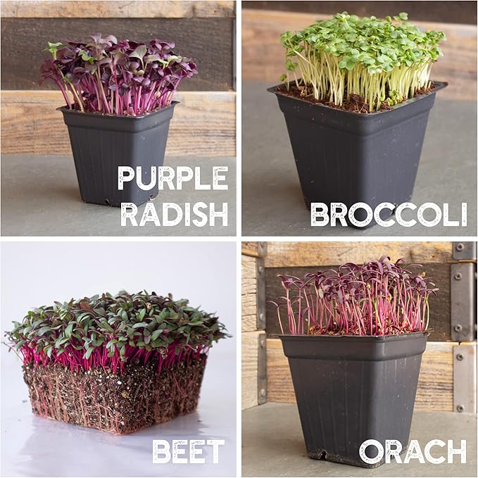 12 Variety Pack Microgreens Seeds Kit - Broccoli Seed for Sprouting Plus Purple Radish Beet Sunflower Microgreens Peas Shiso Cilantro Beet Pak Choi Korean Shiso Cress &amp More