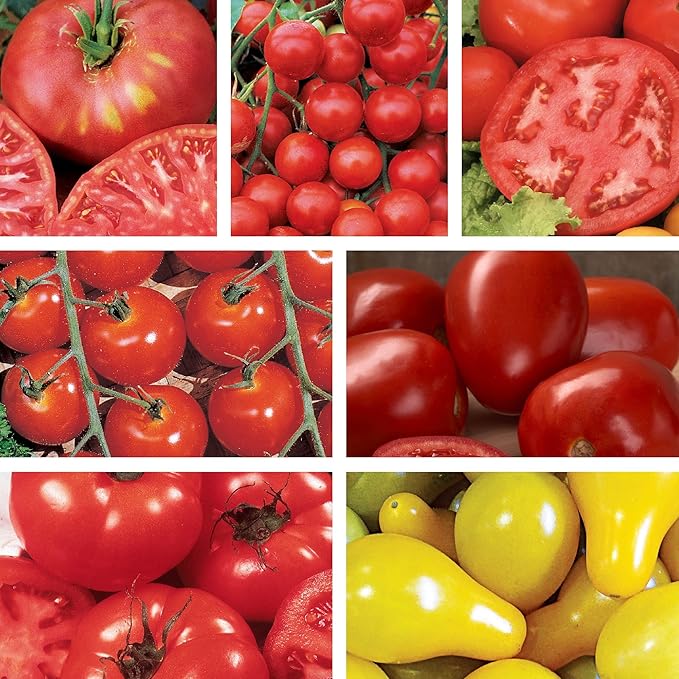 Ferry-Morse Organic Tomato Lover Seed Variety Pack - High Germination Rate GMO Free - 7 Pack