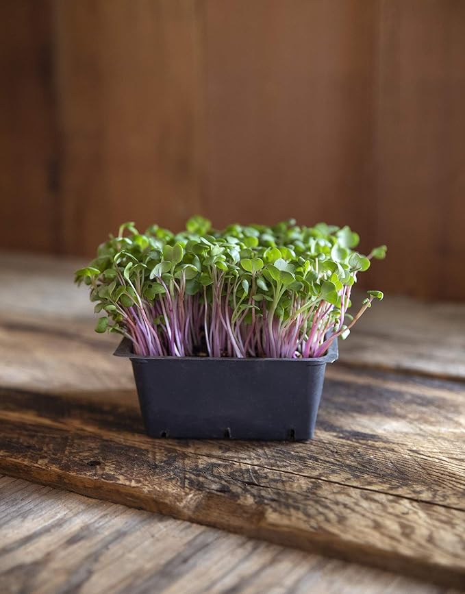 Heirloom Sprouting &amp Microgreen Seed Variety Pack | Contains Waltham 29 Broccoli Sprouting Seeds Rainbow Radish Sprouting Seeds Mix &amp Superfood Microgreen Mix | Non-GMO | Rainbow Heirloom See