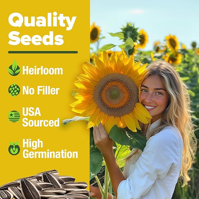 HOME GROWN 𝗨𝗦𝗔 𝗣𝗥𝗘𝗠𝗜𝗨𝗠 𝗢𝗥𝗚𝗔𝗡𝗜𝗖 Watermelon Vegetable Seeds 15 &amp Golden Bantam Corn 100 &amp Contender Bush Bean 28 &amp Sunflower 520