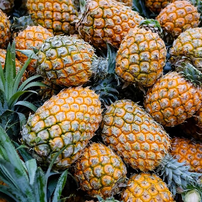 2 Sugarloaf Pineapple Plants Pineapple Plants Live for Planting Sweet Pineapple Starters Plant for Home Garden and Containers