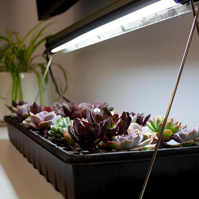 Ferry-Morse Indoor Grow Light Fixture with T5 Bulb Compact Size 24 x 11in. Easy to use and Setup for Seed Starting Growing seedlings &amp cuttings Indoors