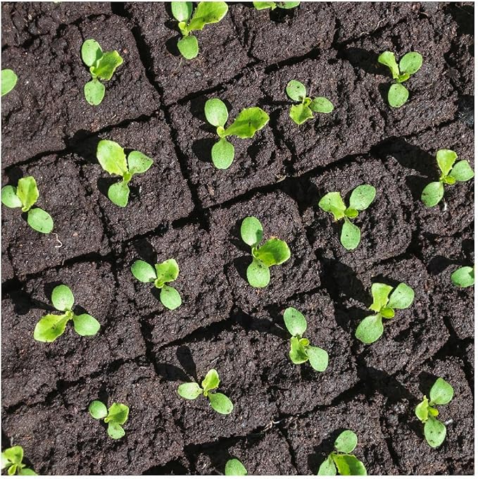 Everwilde Farms - 1/4 Lb Organic Black Seeded Simpson Leaf Lettuce Seeds - Gold Vault