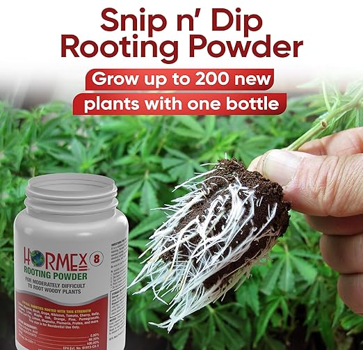 Hormex Rooting Hormone Powder #8 (0.80% IBA) for Semi-Hardwood Plants Trees &amp Shrubs – High Strength Root Stimulator Growth Hormone &amp Root Booster for Woody Cuttings Cloning &amp Propagat