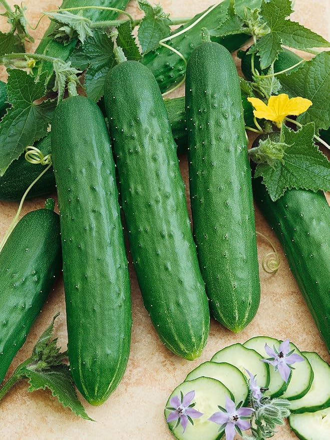 Saladmore Bush Hybrid F1 Cucumber - 1/4 LB Bulk ~2800 Seeds - Hybrid F1 Non-GMO Farm &amp Vegetable Gardening Seeds
