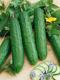 Saladmore Bush Hybrid F1 Cucumber - 1 OZ ~700 Seeds - Hybrid F1 Non-GMO Farm &amp Vegetable Gardening Seeds