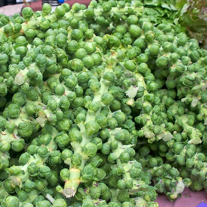 Brussel Sprouts Live Plant in 4″ Pot Well Rooted Brussel Sprouts Plants Vegetable for Garden or Container Planting