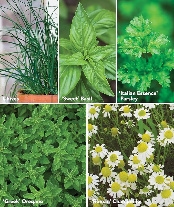 Burpee Culinary Classics Garden Collection 10 Packets of Non-GMO Chives Cilantro Basil Sage Thyme Dill Parsley Chamomile Marjoram &amp Oregano | Kitchen Herb Variety Pack Seeds for Planting