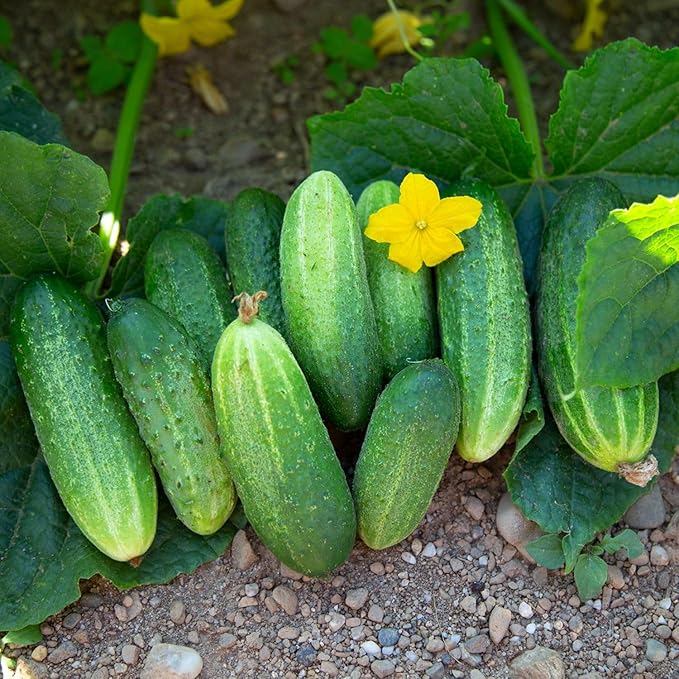 2 Cucumber Plants Live Live Green Cucumber Plants 3 to 5 Inches Tall 4 Inches Pot Cucumber Live Plants Cucumber Starter Plants Growing Outdoor