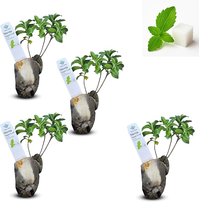 Natural Herbal Live Zero Calorie Sugar Replacement. Stevia Plants. Sweet Leaf Sugar Leaf Natural Sugar Substitute Herb Easy to Grow (4 stevia sacs)