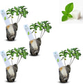 Natural Herbal Live Zero Calorie Sugar Replacement. Stevia Plants. Sweet Leaf Sugar Leaf Natural Sugar Substitute Herb Easy to Grow (4 stevia sacs)