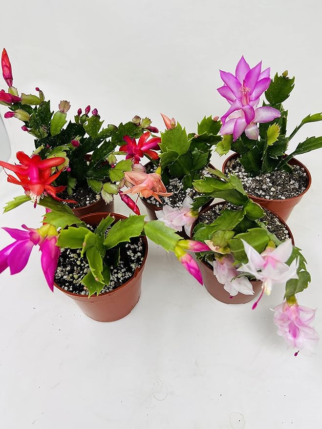 Christmas Cactus Party 2 Plants -Zygocactus Plants 4 Pot