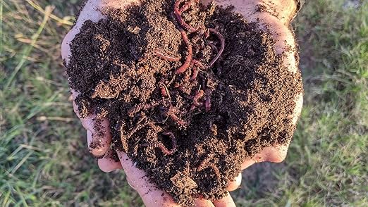 BROTHERS WORM FARM - 1/2 LB (~500) Red Wiggler Compost Worm Blend. Live Worms for Composting and Creating Worm Castings at Home. Ideal for Worm Composters Gardens and Worm Bins.