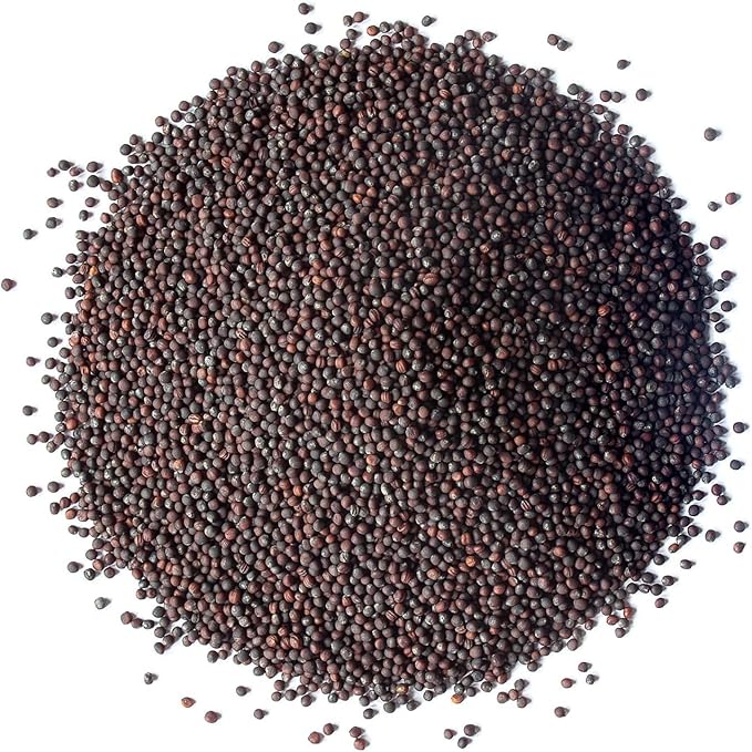 Food to Live Organic Broccoli Seeds for Sprouting 12 Pounds – Non-GMO Vegan Kosher Sirtfood Bulk. Rich in Sulforaphane Vitamin C. Grow Sprouts Microgreens for Salads and Sandwiches