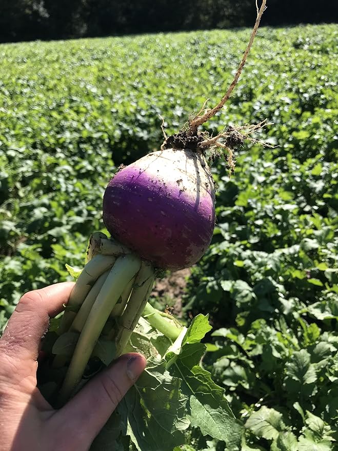 Hale Habitat &amp Seed Purple Top Turnip Food Plot Seed (50 lb Bulk)