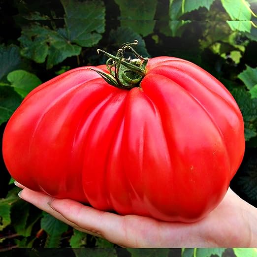 Big A Tomato Premium Organic Fertilizer with Kelp 13.5oz Indoor/Outdoor Plant Fertilizer