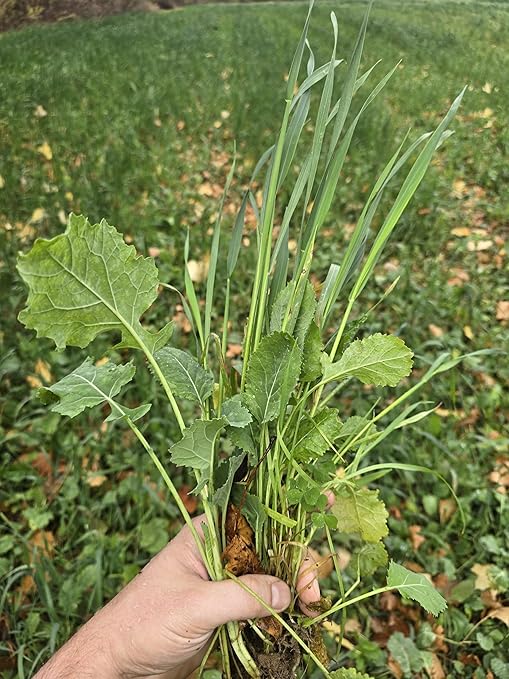FASSTGROW+ Liquid Fertilizer for Food Plots- 11-6-5 Foliar Application - Concentrated and Easy to Apply - 1 Quart Covers 1 Acre - for Grasses and Brassicas - Perfect for Most Fall Food Plots