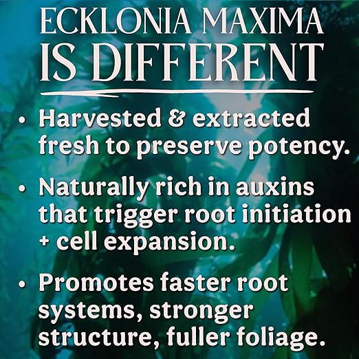 Organic Liquid Kelp &amp Seaweed Extract (Ecklonia Maxima) Super Plant Food - Indoor Houseplant Fertilizer - Organic Fertilizer for Flowers Seedlings &amp Gardens - 16oz Treats 110 Gallons