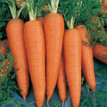 Danvers 126 Carrot Seed - 1 Lb ~320000 Seeds - Non-GMO Heirloom Vegetable Garden Seeds - Gardening Microgreen