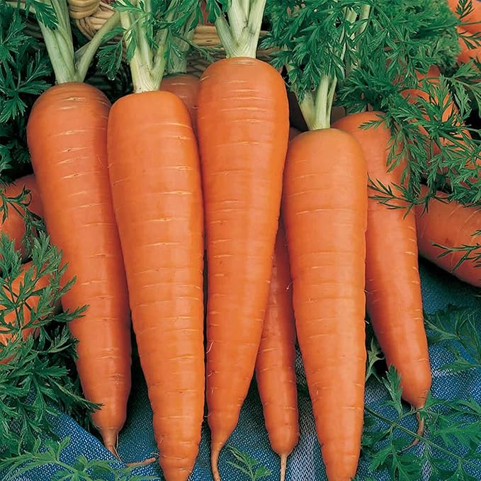 Danvers 126 Carrot Seed - 1 Lb ~320000 Seeds - Non-GMO Heirloom Vegetable Garden Seeds - Gardening Microgreen
