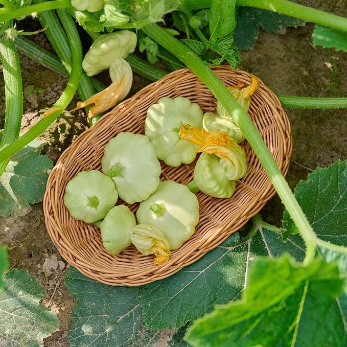 Eden Brothers Squash (Summer) Seeds - Bennings Green Tint Scallop Non-GMO Seeds for Planting 1/4 lb | Low-Maintenance Vegetable Seeds Plant During Warm Season Zones 10 3 4 5 6 7 8 9