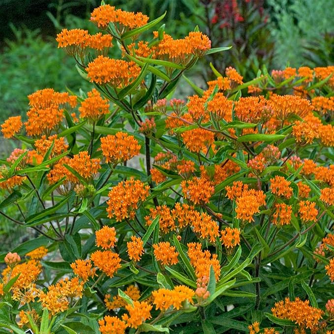 Asclepias - Butterfly Milkweed Flower Garden Seeds - 4 Oz ~16000 Seeds - Perennial Gardening - AKA: Orange Milkweed Fluxroot Windroot Chieger Flower