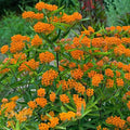 Asclepias - Butterfly Milkweed Flower Garden Seeds - 1 Lb Bulk ~64000 Seeds - Perennial Gardening - AKA: Orange Milkweed Fluxroot Windroot Chieger Flower