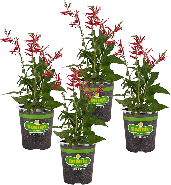Bonnie Plants Pineapple Sage - 4 Pack Live Plants Perennial In Zones 8 - 10 3 - 4 Ft Tall Plants Garnish Teas &amp Flower Arrangements